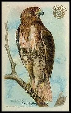17 Red-tailed Hawk